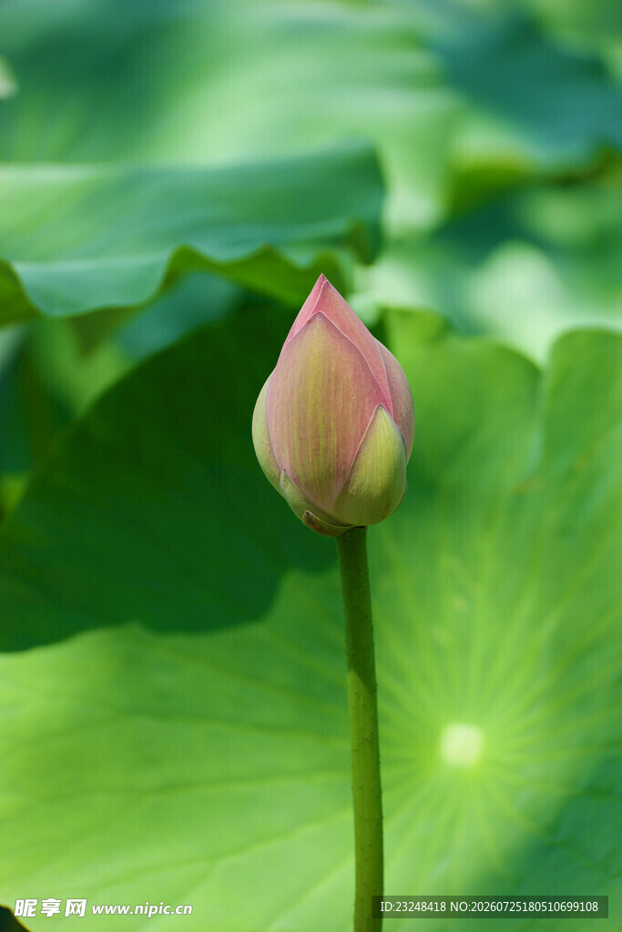 含苞待放的粉嫩荷花