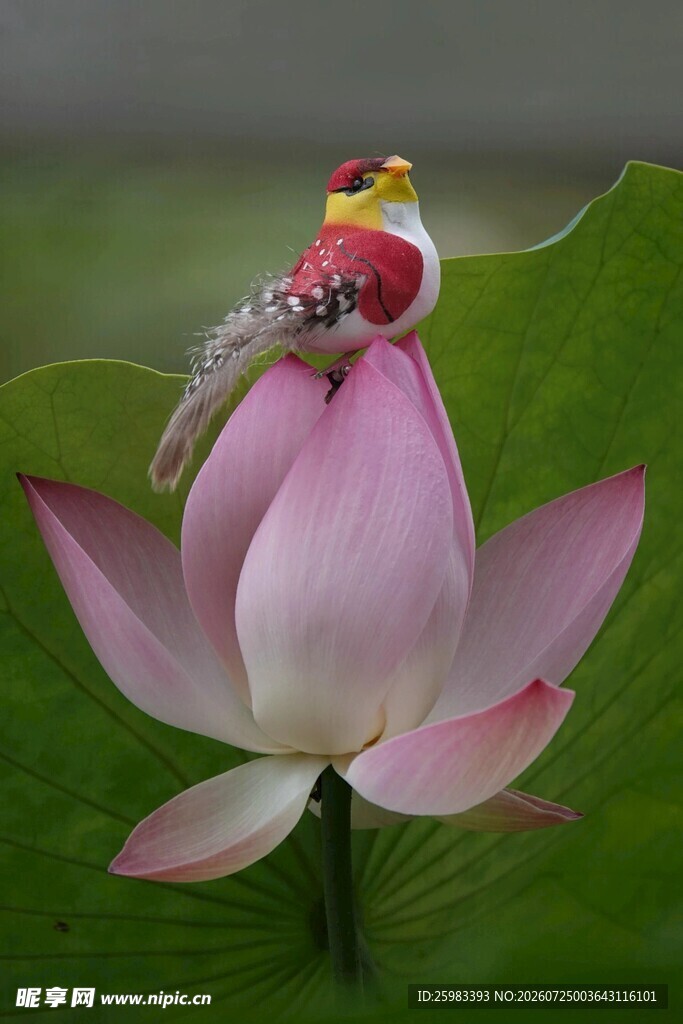荷花