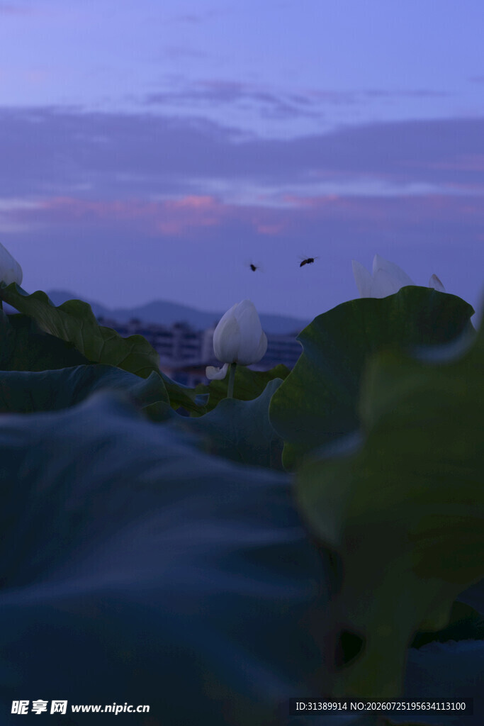 荷塘暮色飞鸟景