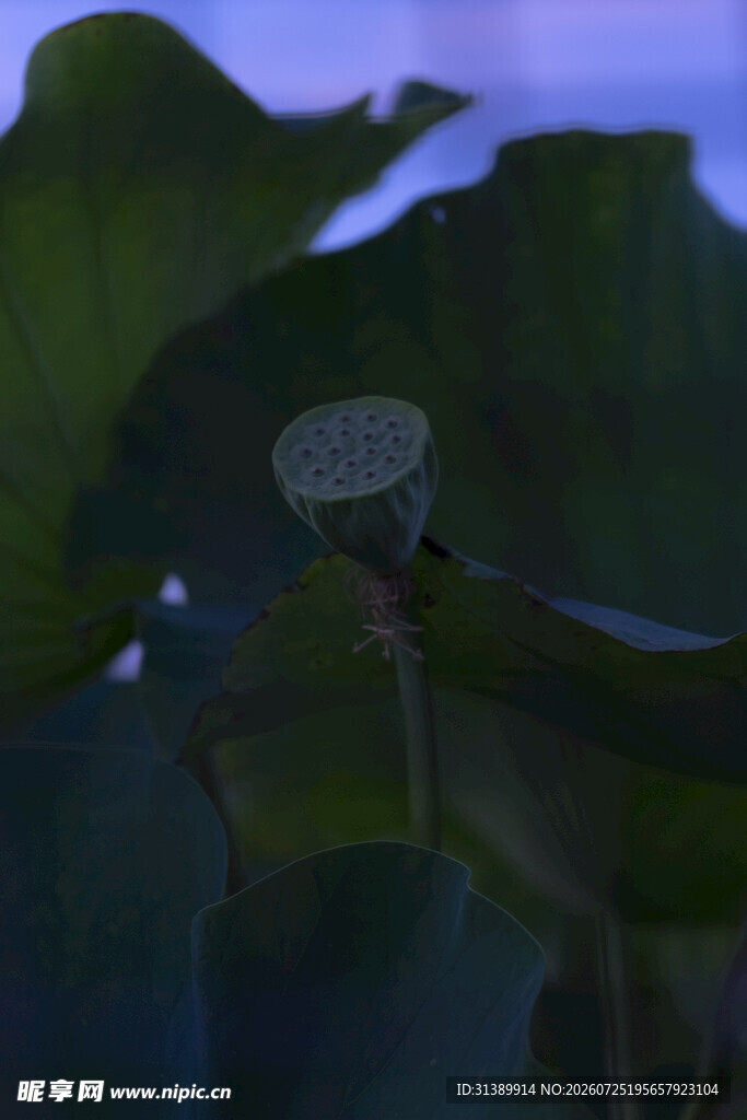 夜色中绽放的荷花