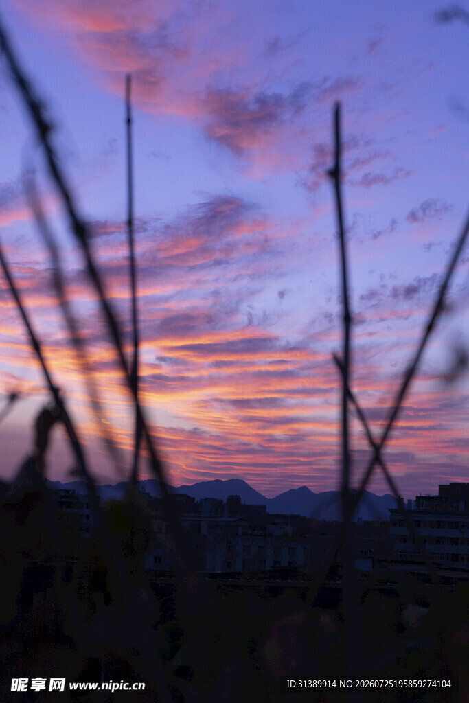 夕阳下的植物剪影美景