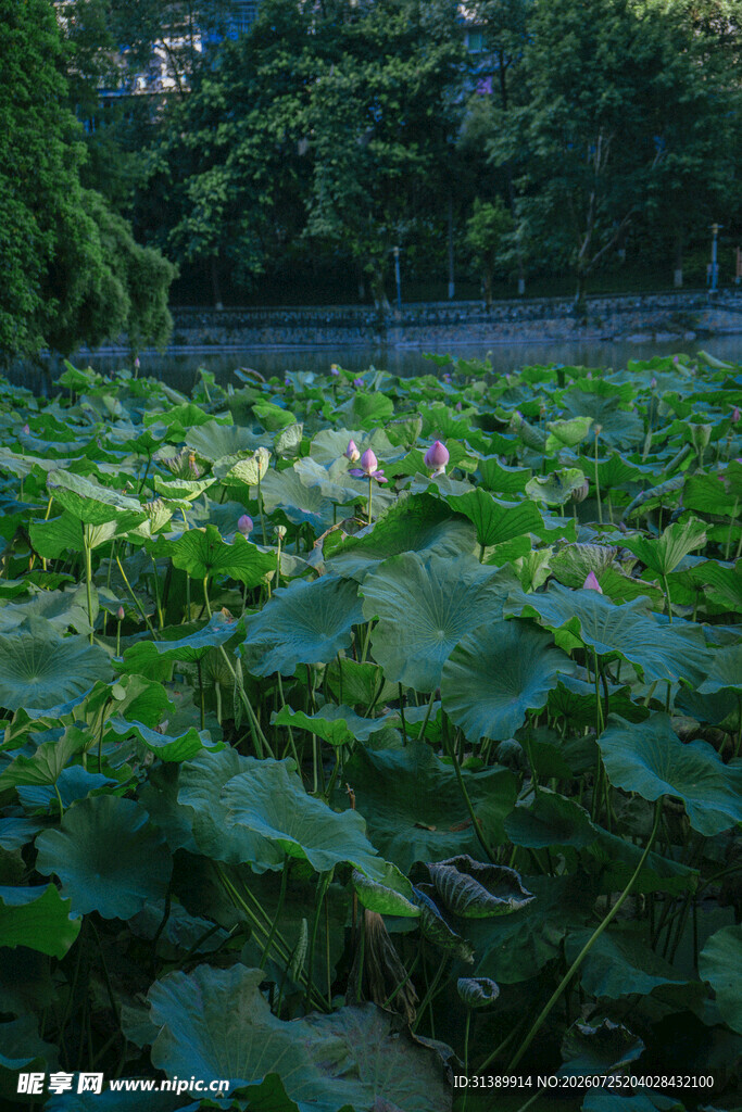 夏日荷塘绿意盎然