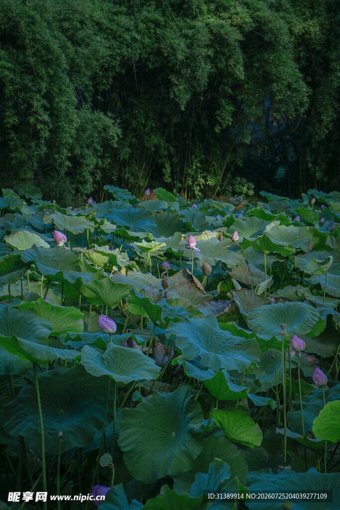 荷塘绿意浓 荷花绽生机