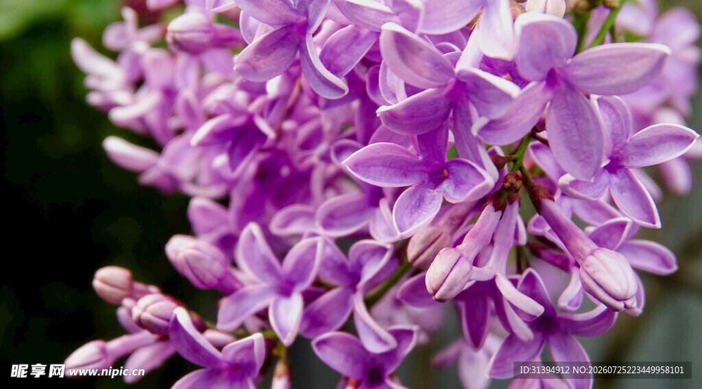 紫丁香花簇特写