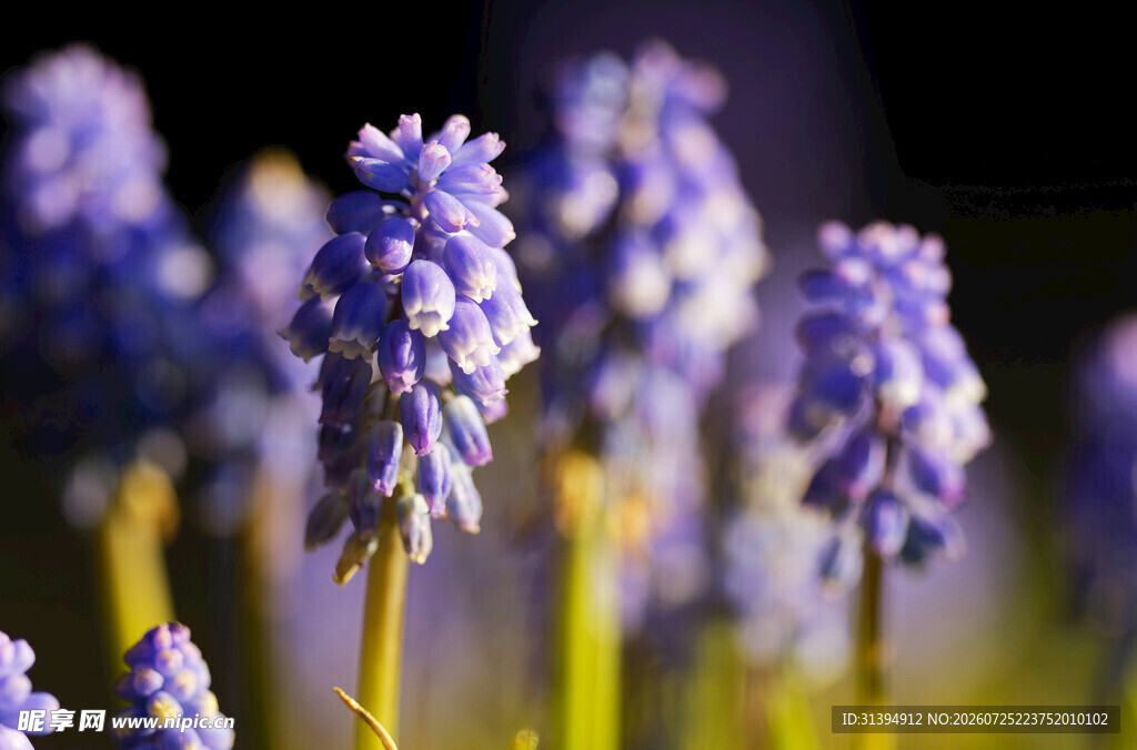 紫色风信子花卉特写
