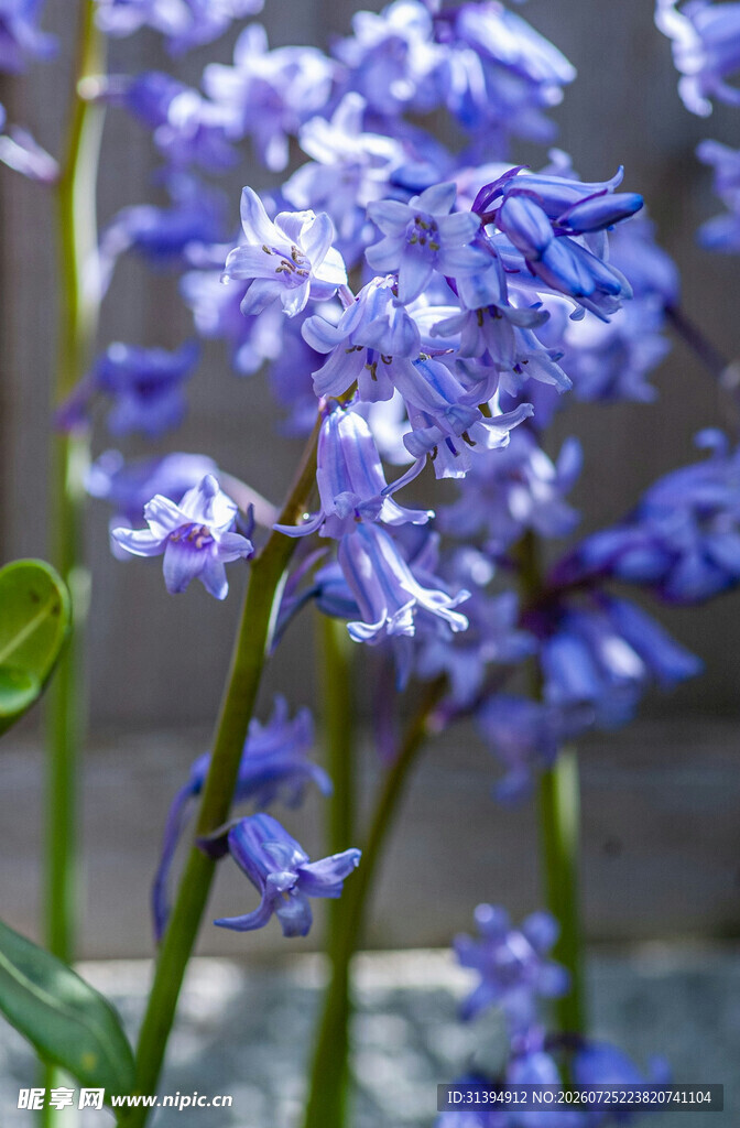 蓝紫色风信子花卉特写