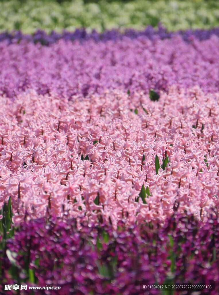 五彩风信子花海