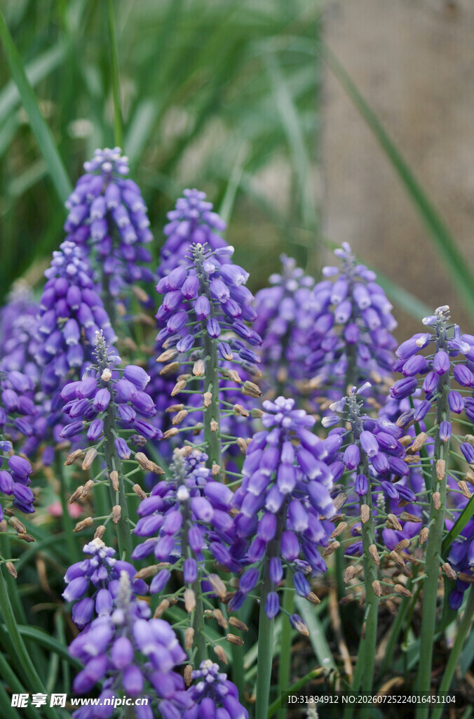 紫色葡萄风信子花卉特写
