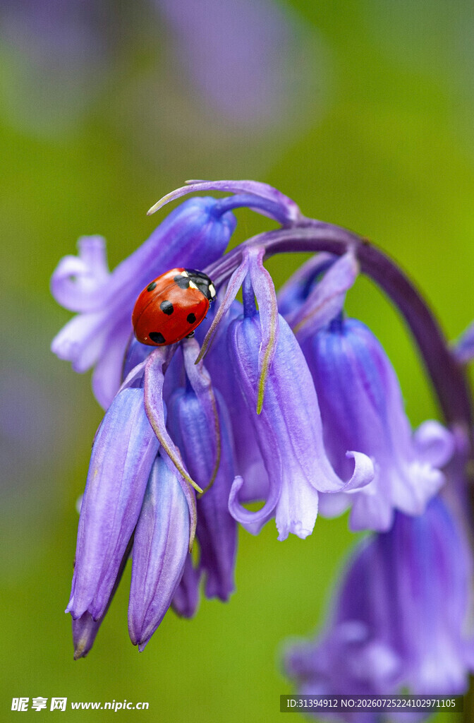 紫铃花上的红色瓢虫