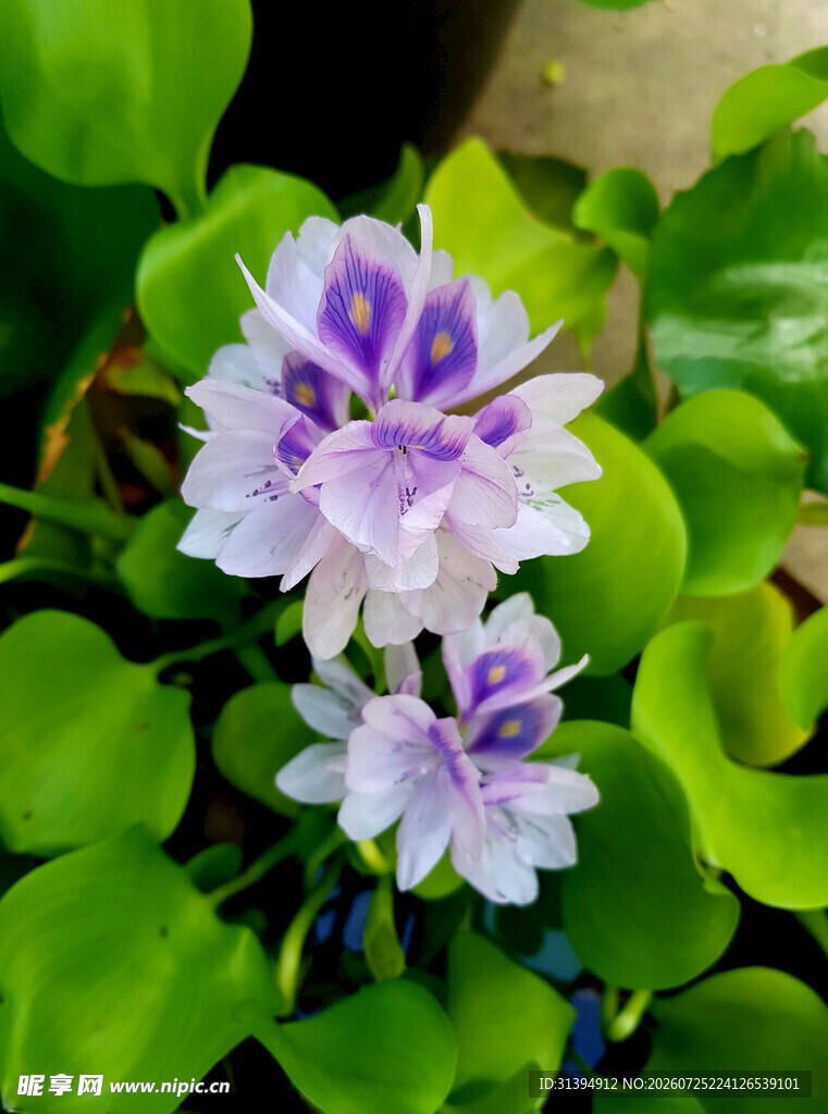 水葫芦花朵特写
