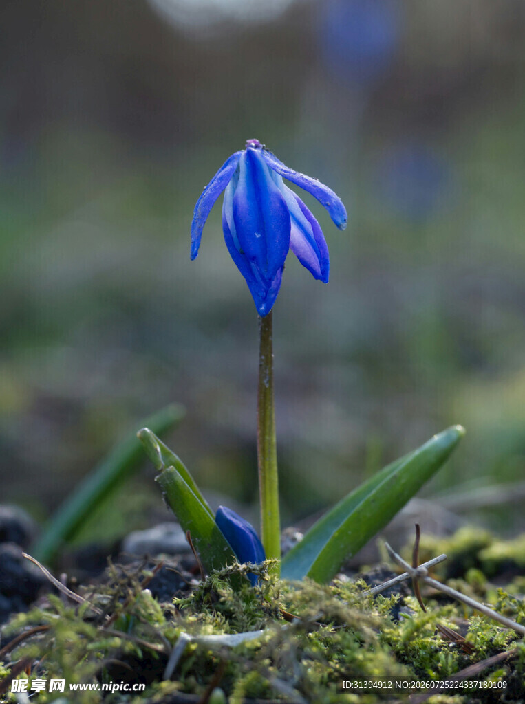 蓝色花朵绽放于苔藓间