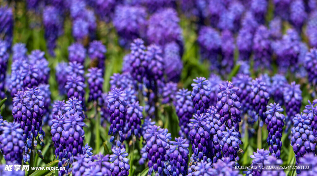 紫色风信子花海