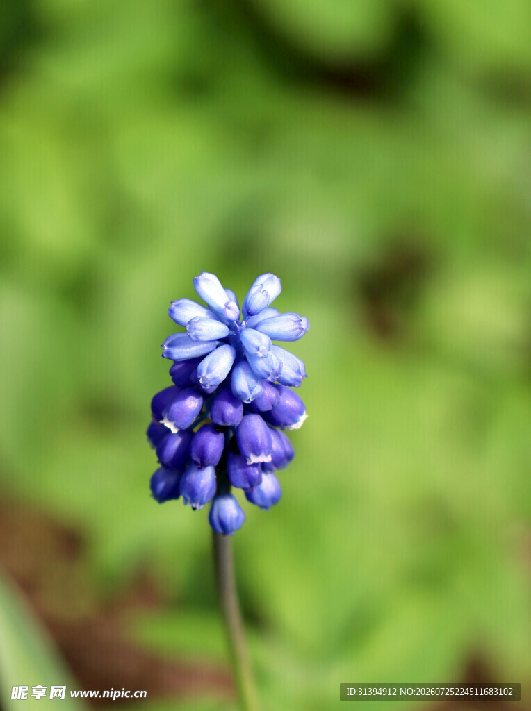 蓝紫色葡萄风信子特写