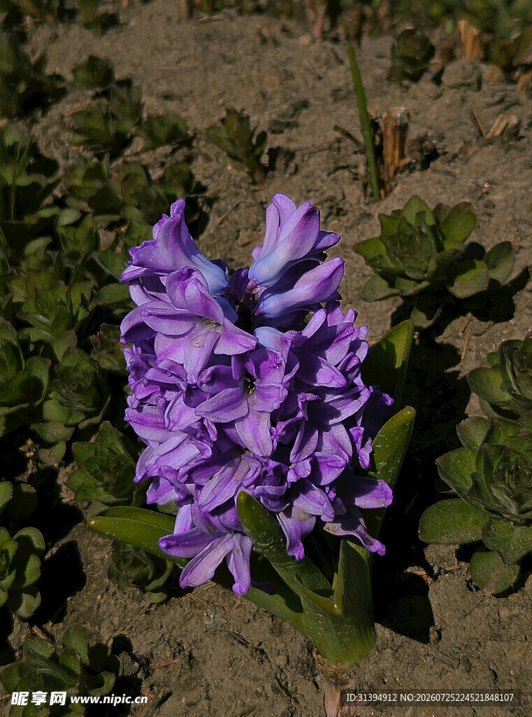 紫色花卉特写