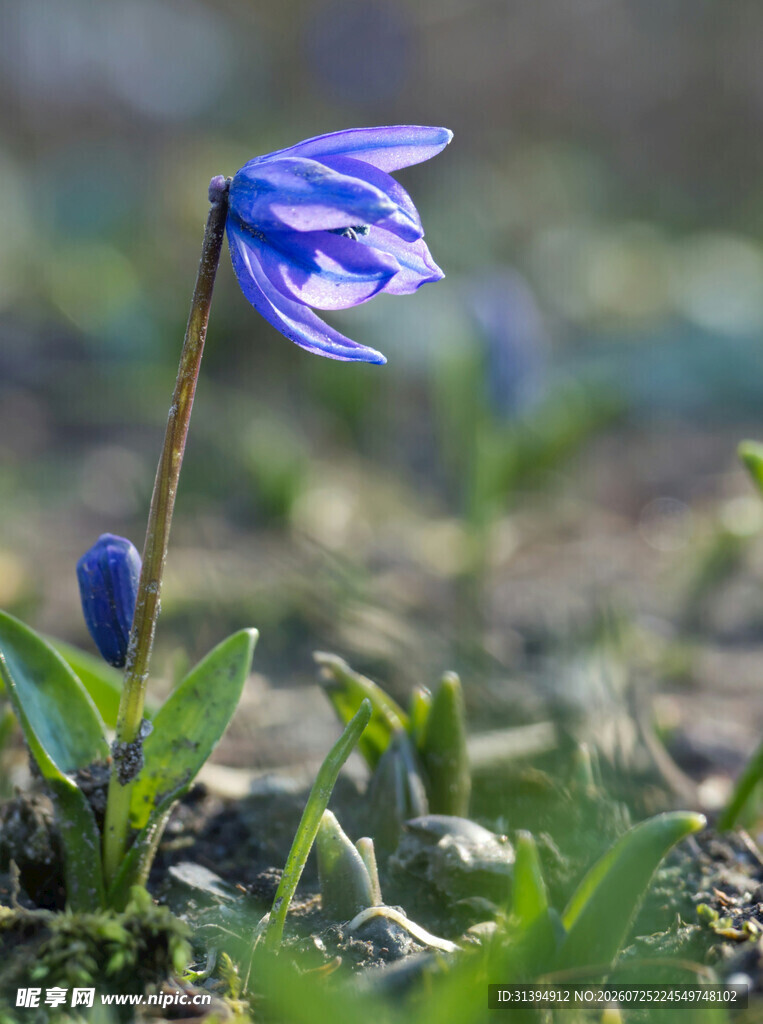 蓝色小花绽放于绿意间