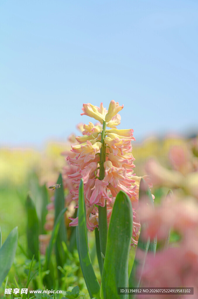 田野中的绚烂粉色花朵