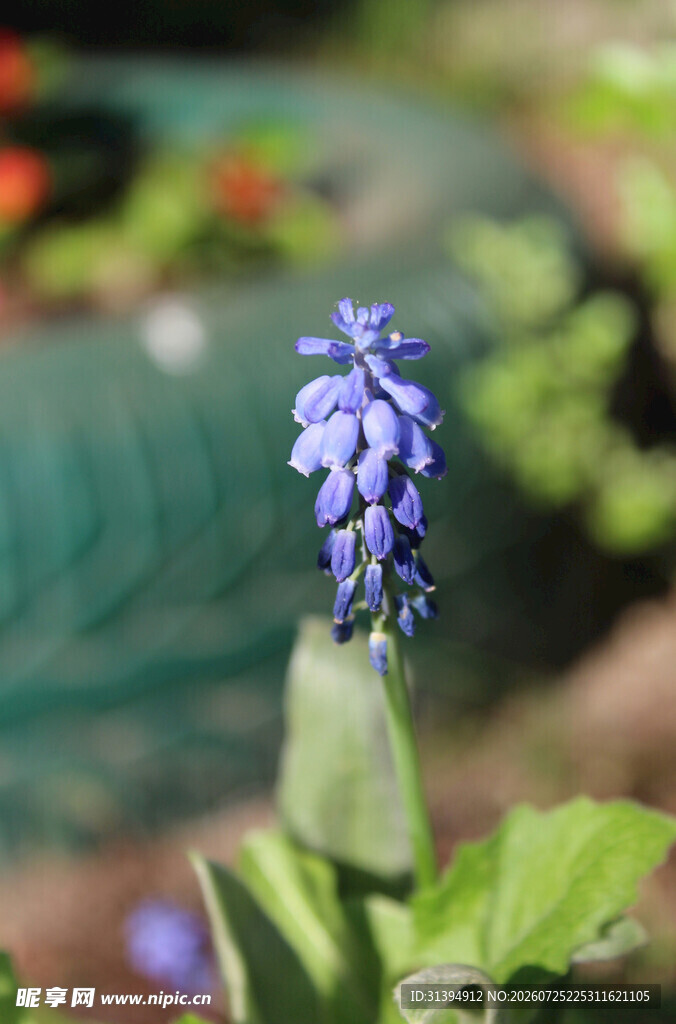 蓝紫色穗状花朵特写