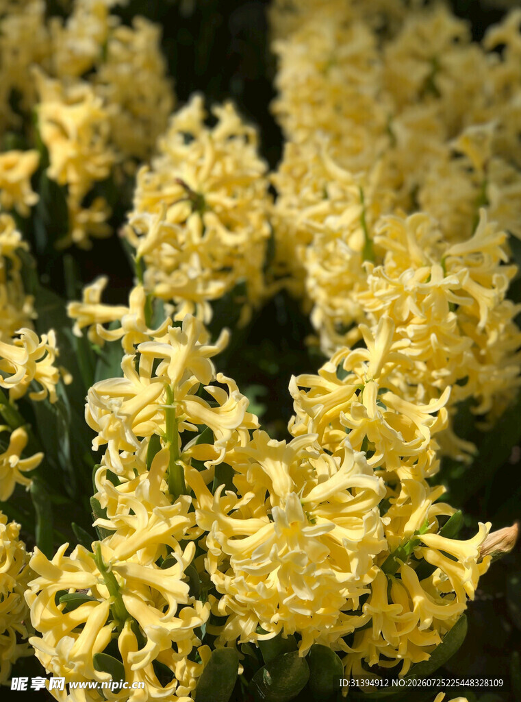 黄色风信子花卉特写