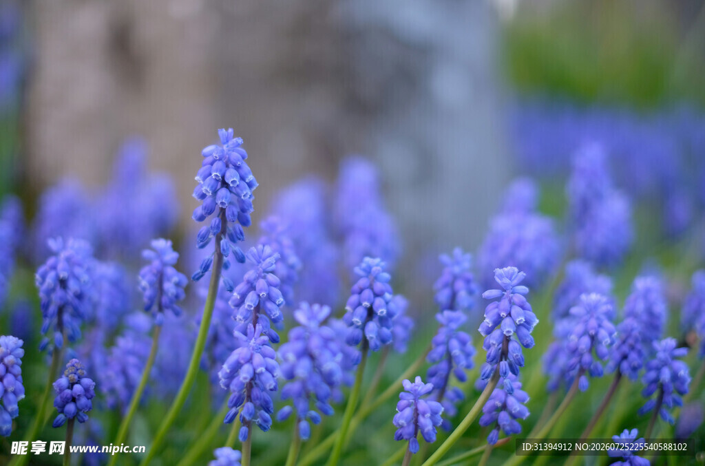 蓝紫色风信子花卉美景