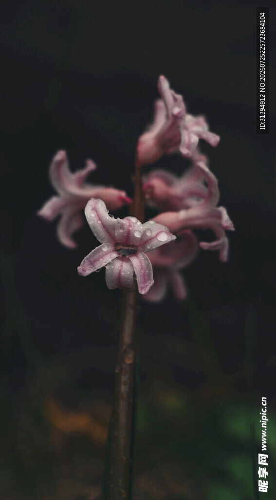 粉色小花绽放于自然间