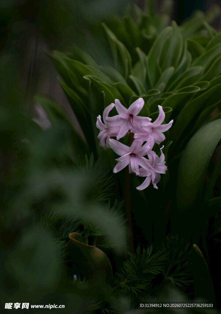 粉色星状小花绽放绿叶间