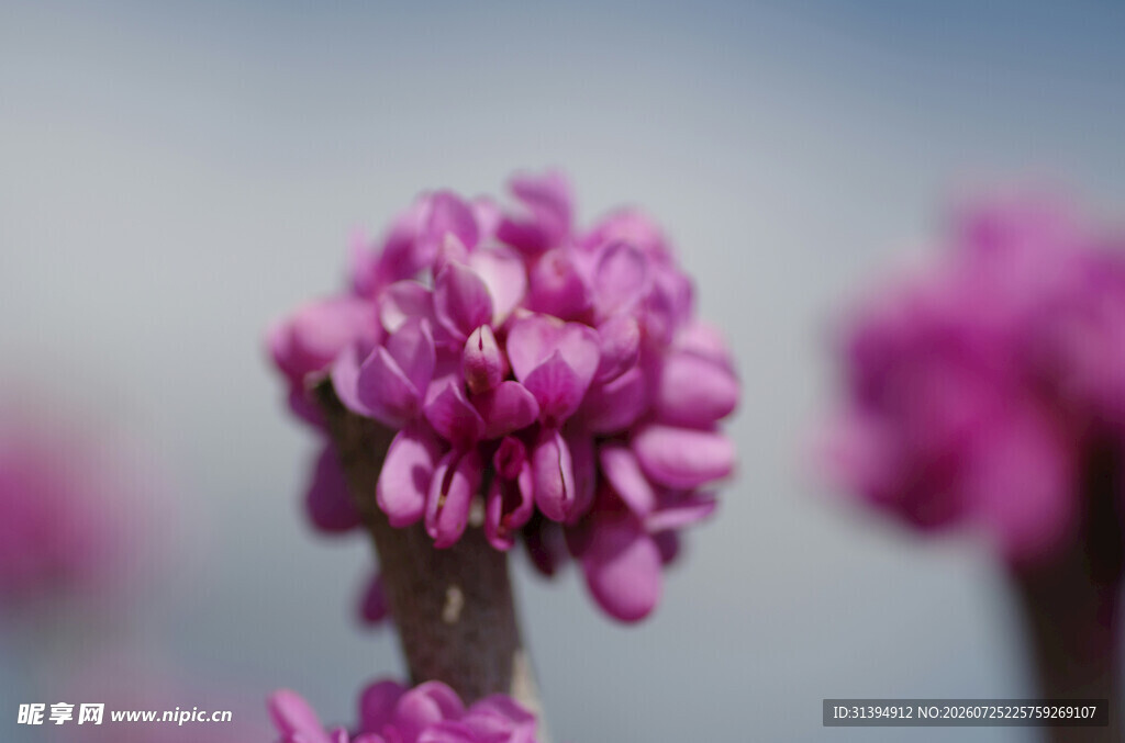 紫色繁花特写