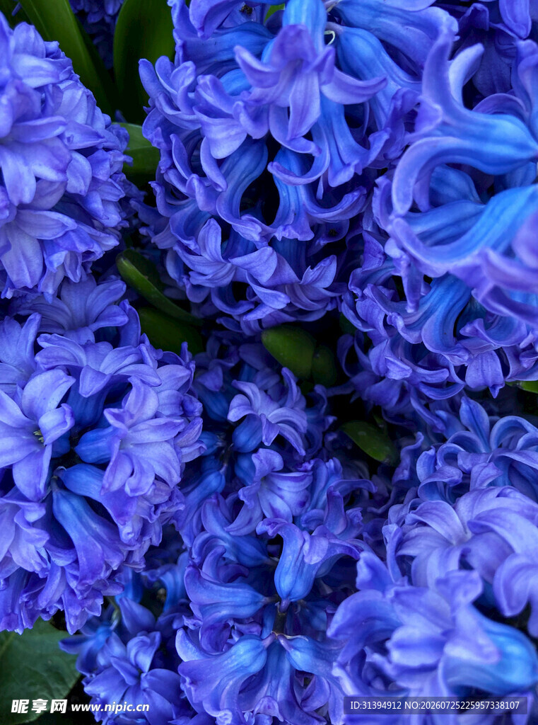 紫色风信子花卉特写