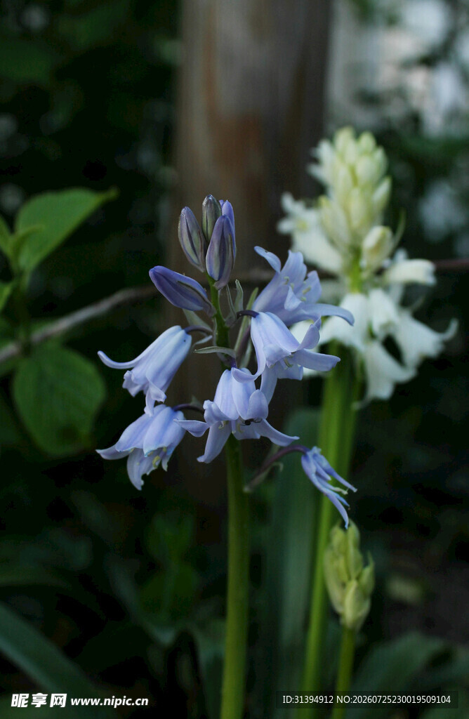 蓝白花朵绽放于绿植间