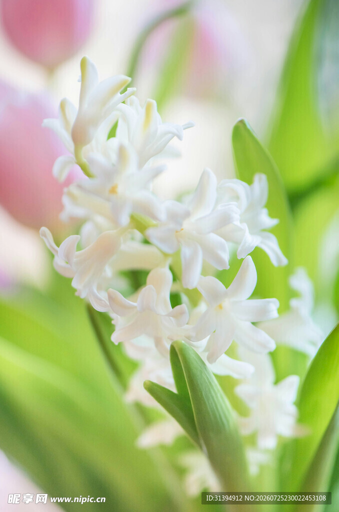 清新白色风信子花卉