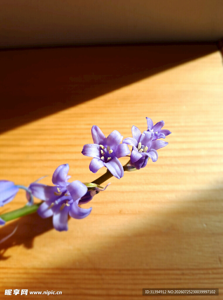 阳光下的紫色小花