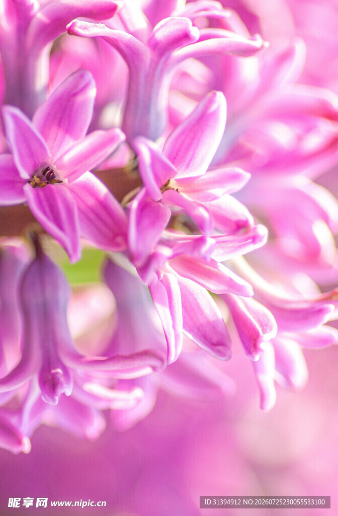 梦幻紫风信子花朵特写