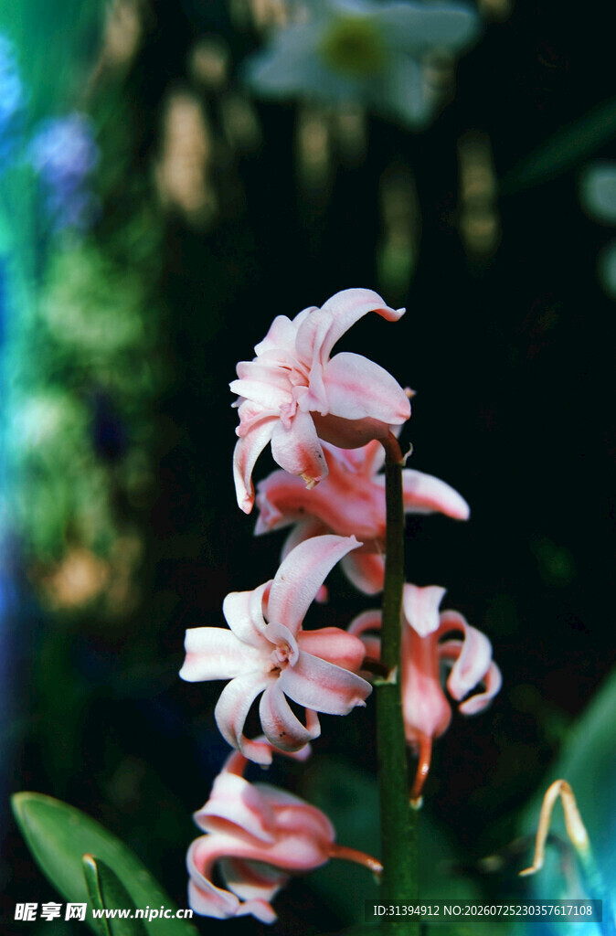 粉色条纹兰花特写
