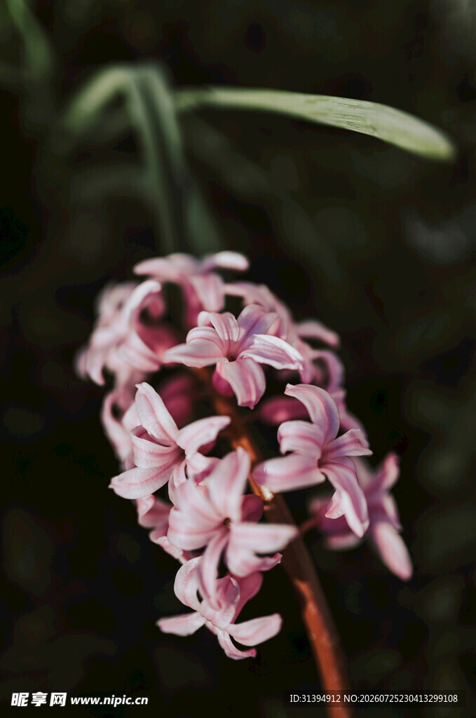 粉色精致小花绽放