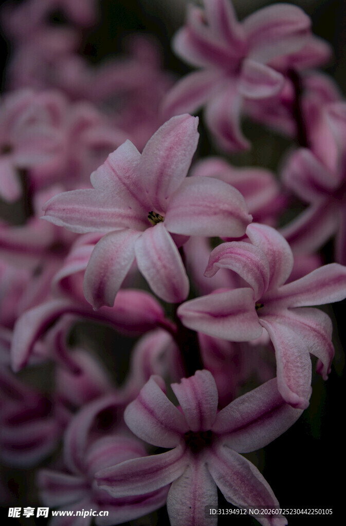 粉色条纹花朵特写
