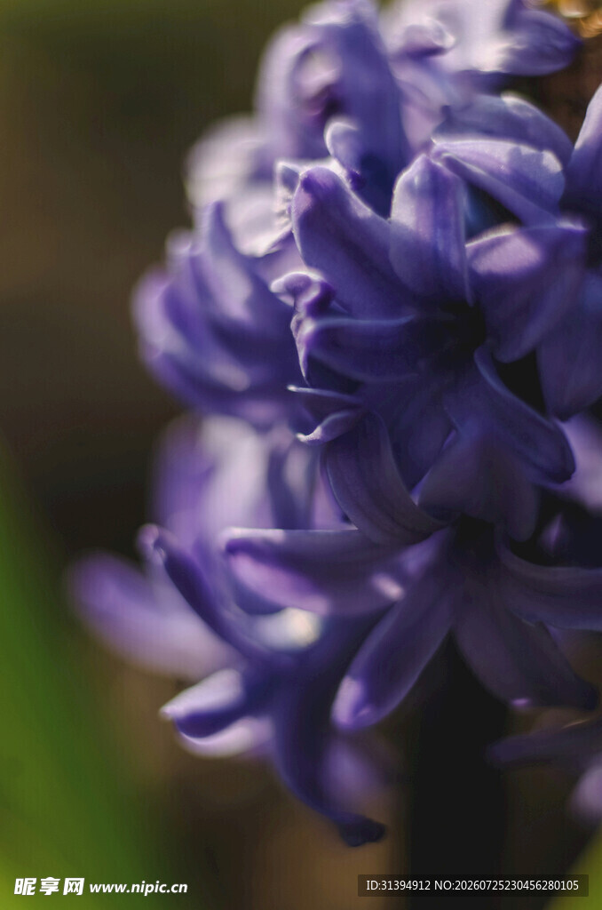 紫色风信子特写