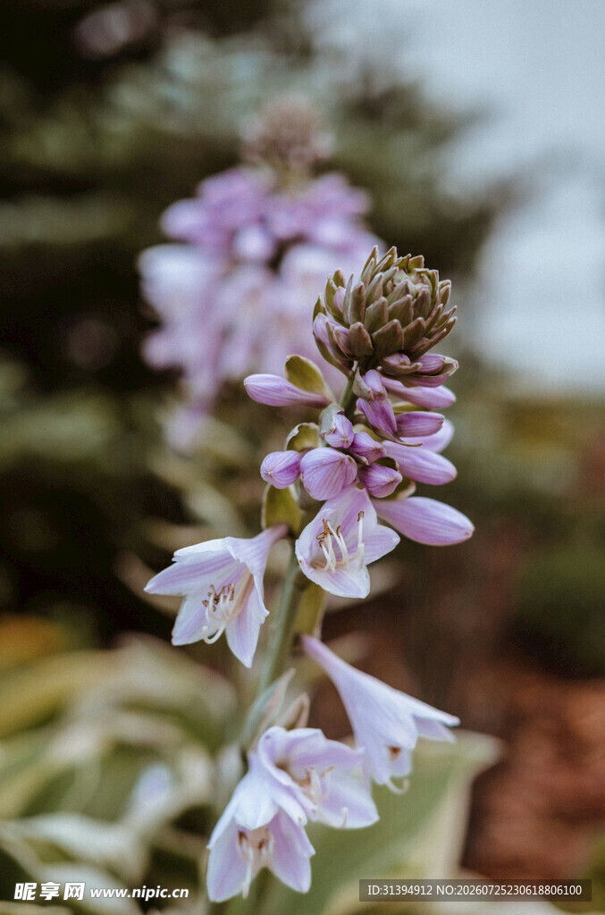 紫色小花特写