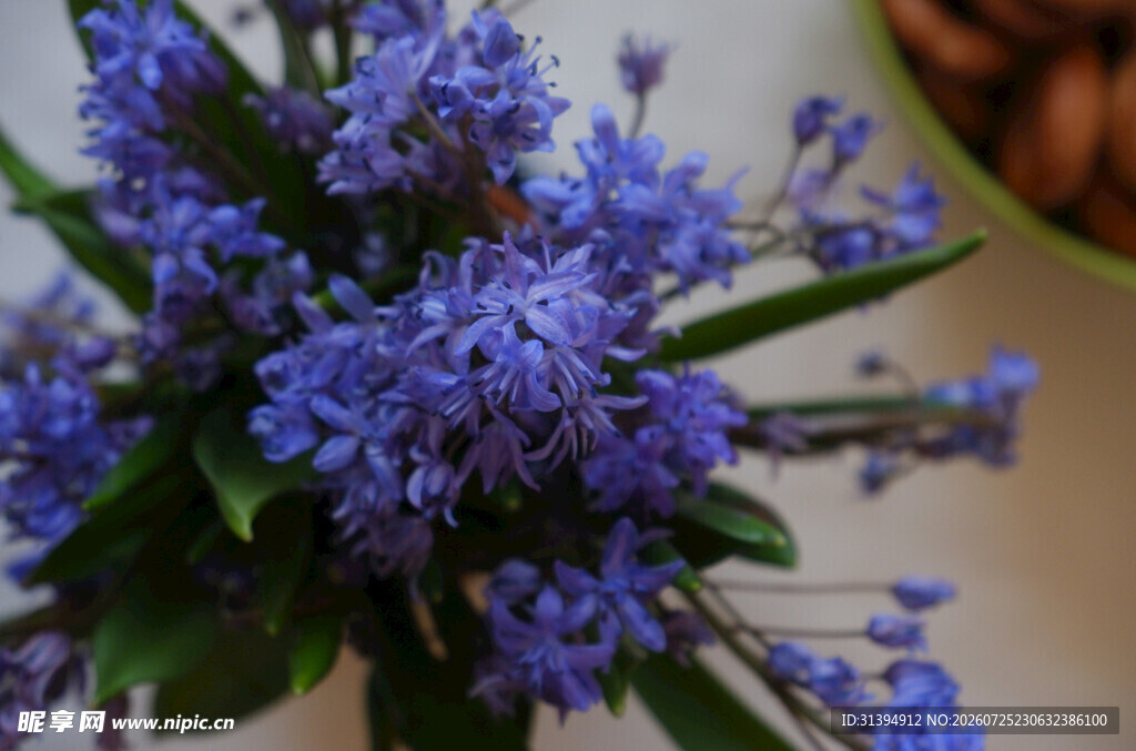 紫色小花植物特写