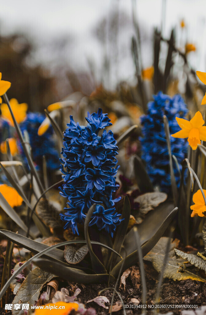 蓝黄相间的美丽花卉景观