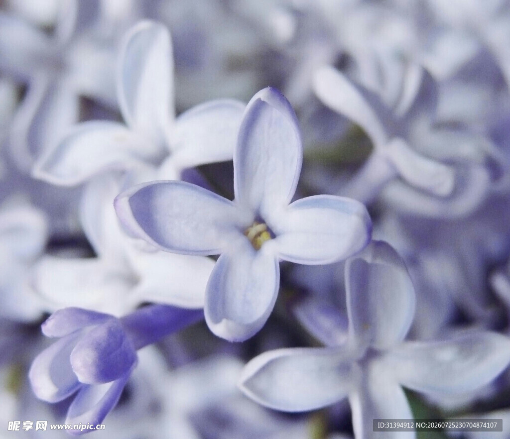 淡紫色丁香花特写