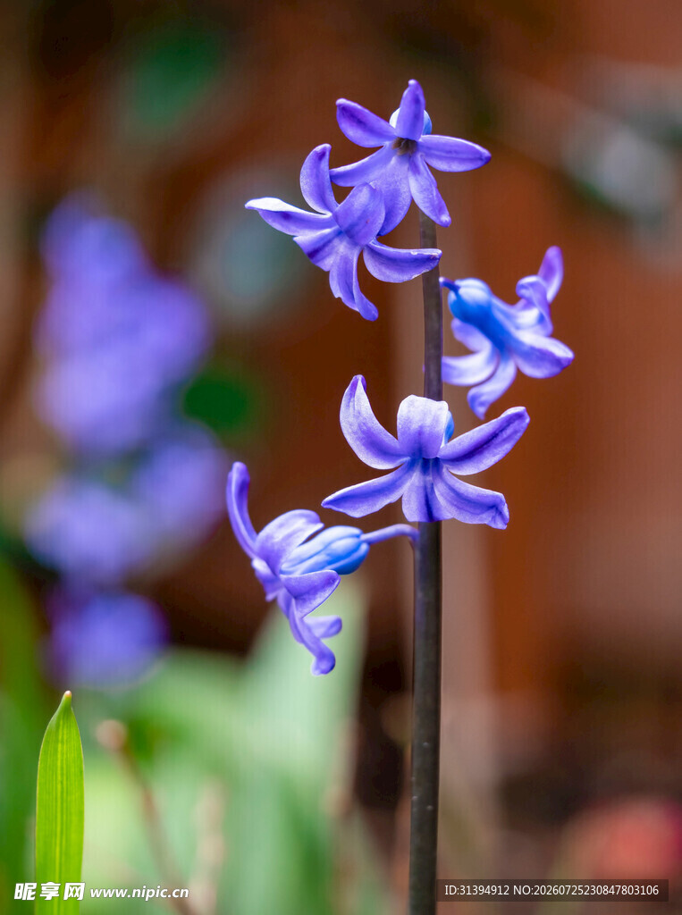 优雅蓝花绽放自然之美