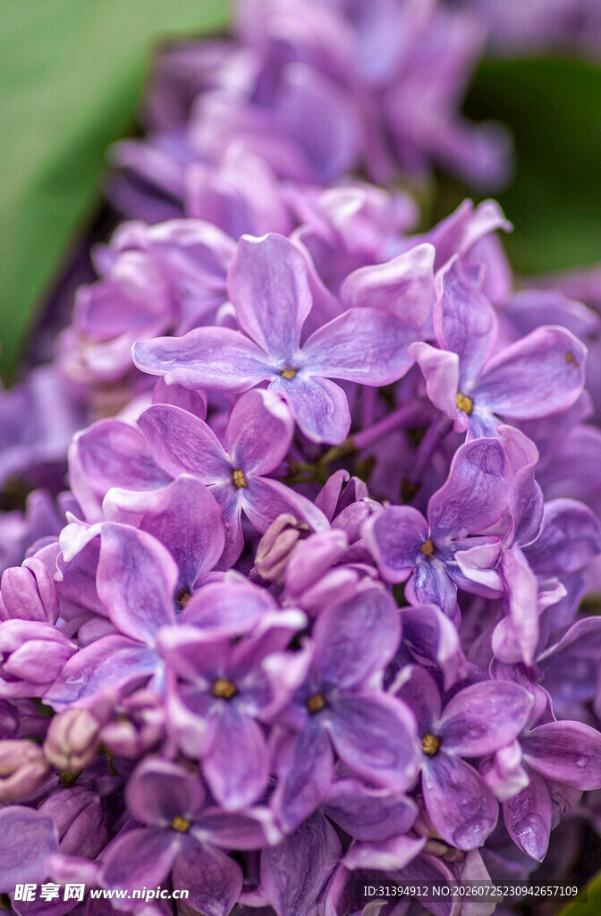 紫丁香花特写