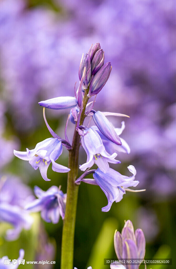 绽放的紫色风信子花朵