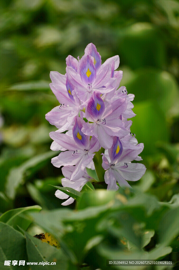 水葫芦绽放的美丽花朵