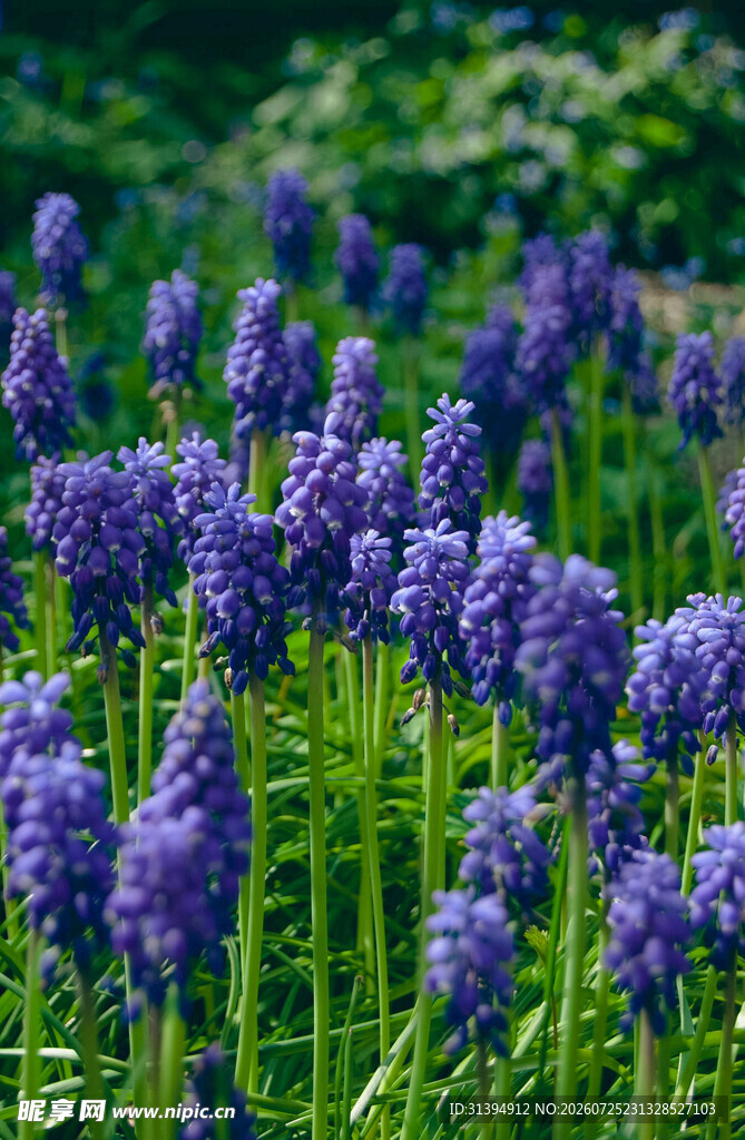 紫色风信子花丛美景