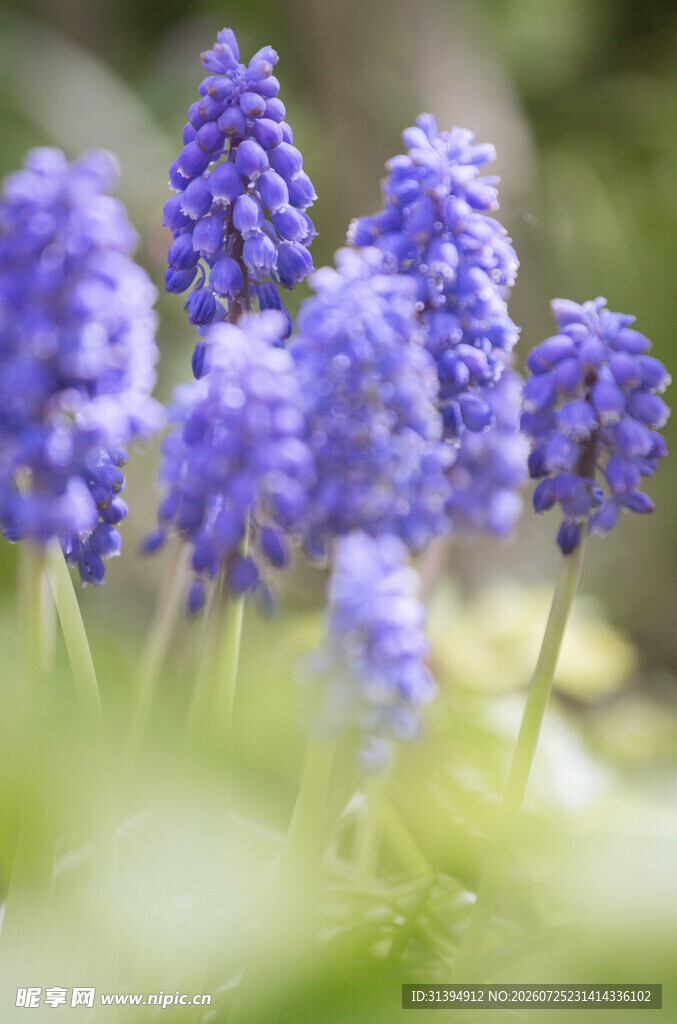 紫色风信子花朵特写