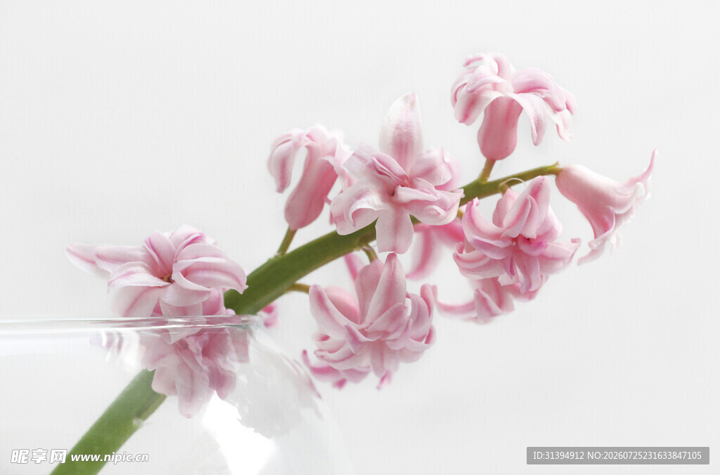 粉色风信子插于透明花瓶