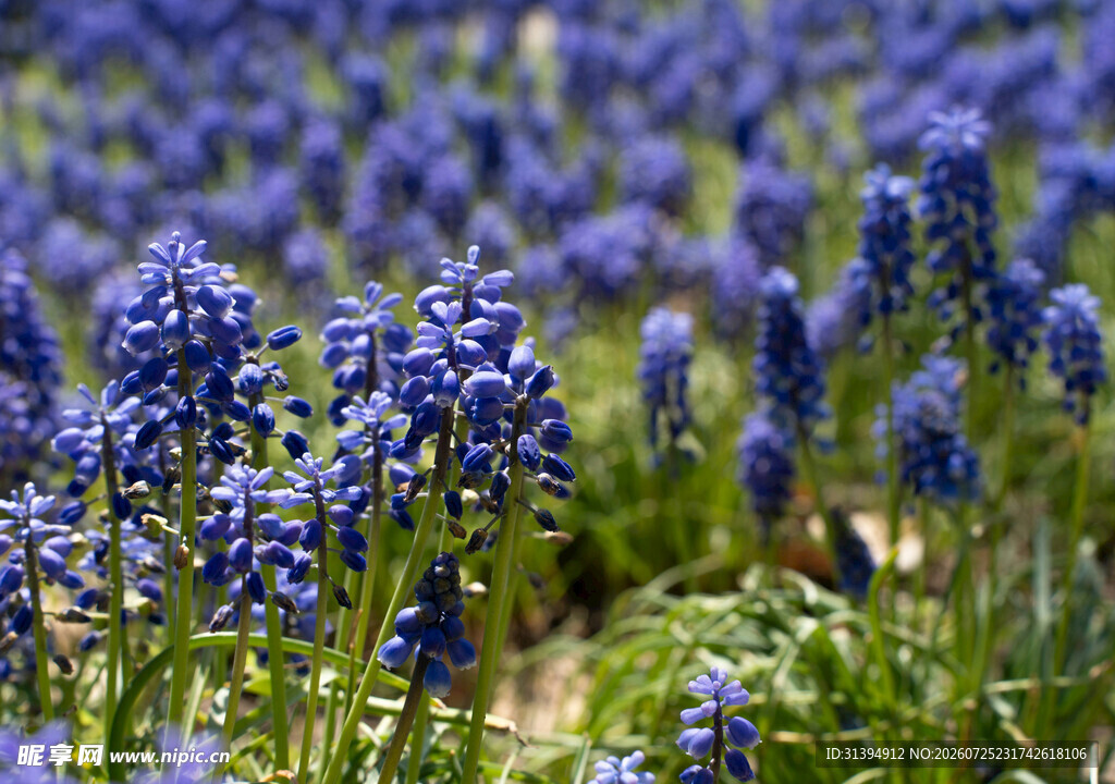 蓝紫色葡萄风信子花海