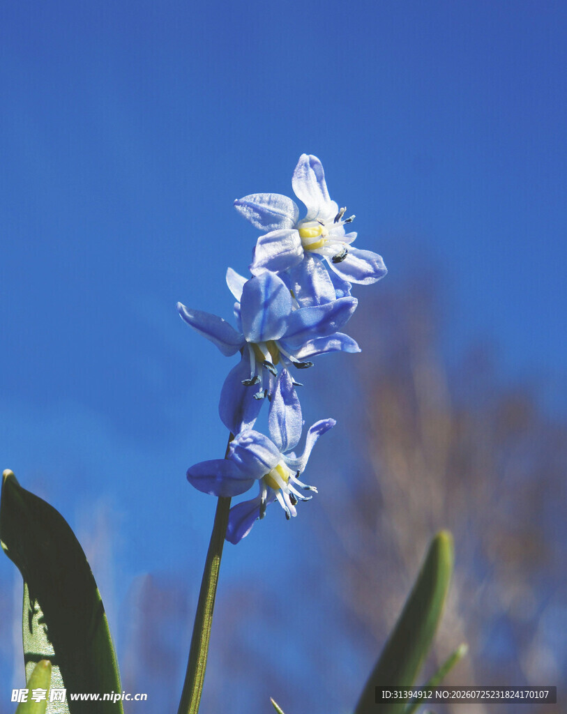 蓝花绽放