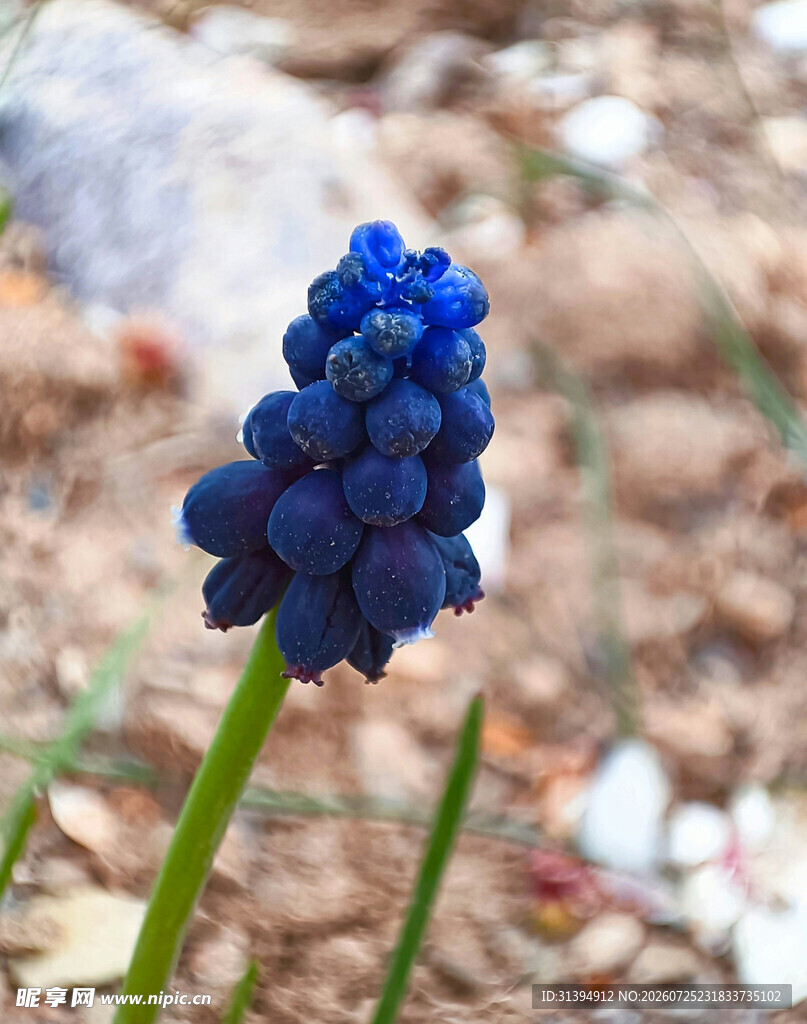 蓝色葡萄风信子特写