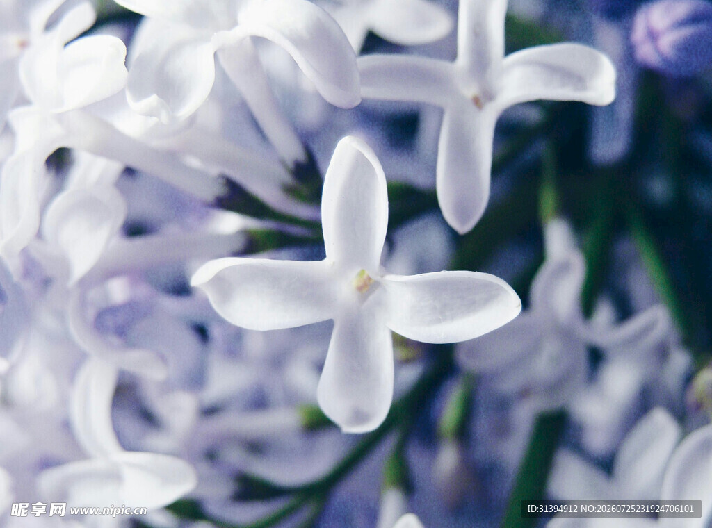 淡雅丁香花绽放
